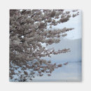 Search for blossoms on tree magnets Trees