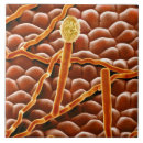Search for colour imaging tiles Electron micrography