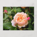 Search for light peach postcards Roses