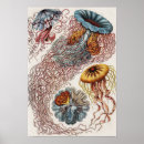 Search for vintage jellyfish posters Marine life