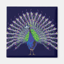 Search for plumage magnets Peacock