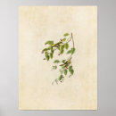 Search for carbonated posters Lithograph