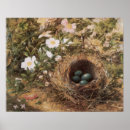 Search for bird egg posters Nests