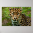 Search for jaguars art Nature