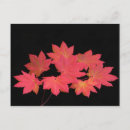 Search for maple postcards Leaves