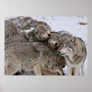 Search for wolf image posters Dogs