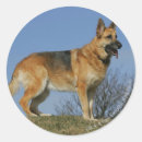 Search for long haired german shepherd stickers Dog