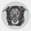 Search for black labrador stickers Animal