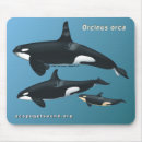 Search for killer mousepads Orca