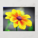 Search for single flower postcards Floral