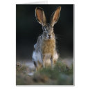 Search for lepus Animal