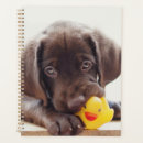 Search for rubber duck office supplies Animal
