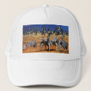 Search for zebra hats Africa