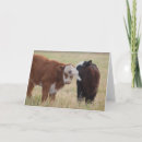 Search for two cows cards Farm animals