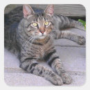Search for tabby stickers Kitty