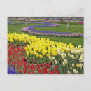 Search for blue hyacinth postcards Europe