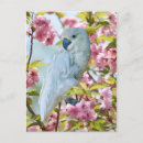 Search for crab apple postcards Blossoms