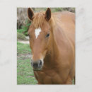 Search for scotch postcards Equine