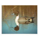 Search for anas art Nature