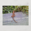 Search for salamander postcards Animal