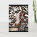 Search for salamander cards Amphibian