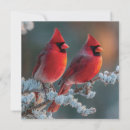Search for red cardinals cards Winter