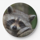 Search for raccoon plates Cute