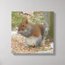 Search for cute squirrel art Nature