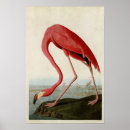 Search for american flamingo posters Birds of america