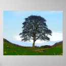 Search for sycamore posters Hadrians wall