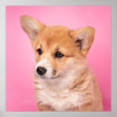 Search for corgi posters Canine