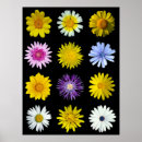 Search for asteraceae art Yellow