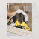 Search for bathe postcards Animal