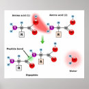 Search for amino acids posters Protein