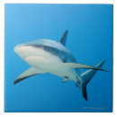 Search for caribbean tiles Danger