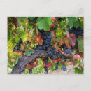 Search for harvest autumn postcards Grapes