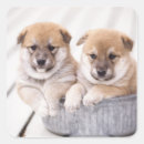 Search for two dogs stickers Front view