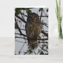 Search for owl photography Wild