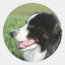 Search for laying down stickers Dog