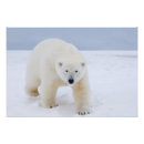 Search for threatened posters Bear