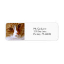 Search for close up labels Cat