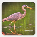Search for great blue heron stickers Nature