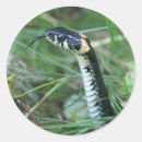 Search for snake stickers Wildlife