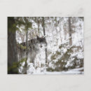 Search for winter wolf postcards Nature