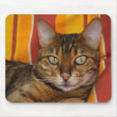 Search for house cat electronics Kitty