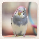 Search for parakeet barware Pet