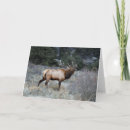 Search for bugle cards Bull