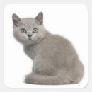 Search for british shorthair cat stickers Baby animals