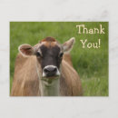 Search for country thank you cards Barnyard
