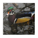 Search for male tiles Fauna